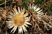 93 Carlina